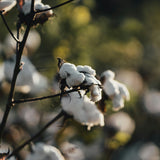 Fibre Preparation & Carding