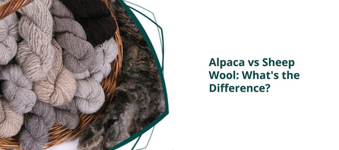 Alpaca vs Sheep Wool: What's the Difference?