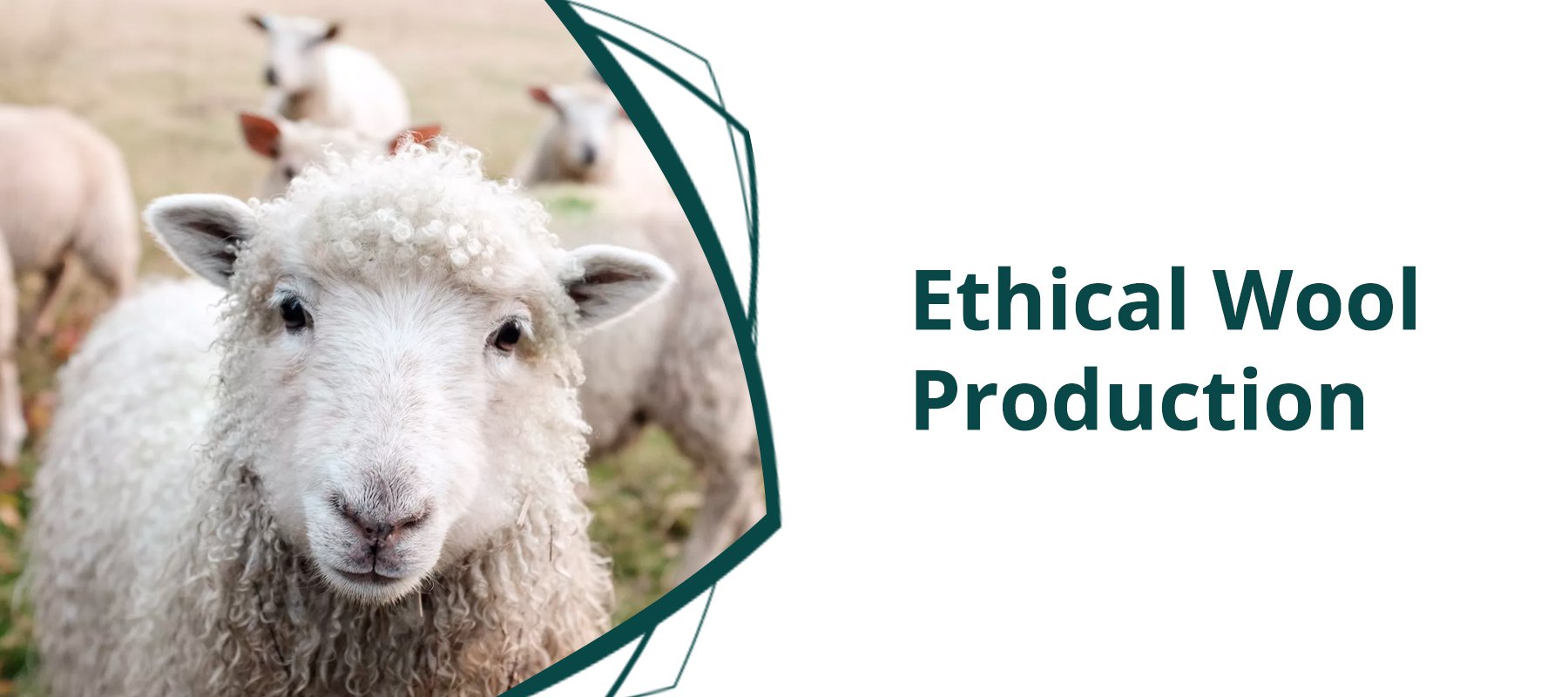 Ethical Wool Production