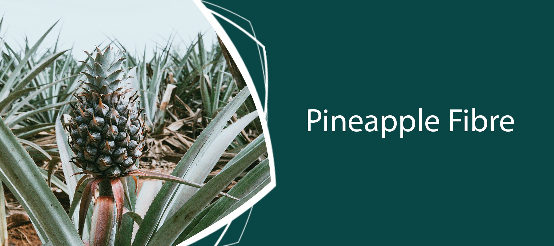 Pineapple Fibre: Spinning, Felting & Paper Making